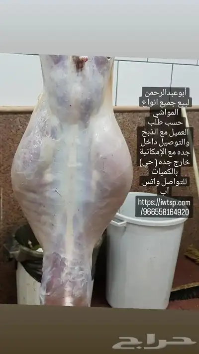 مزرعة ومراح حلال الديرة لبيع الذبايح مع خدمةالذبح والتوصيل 4
