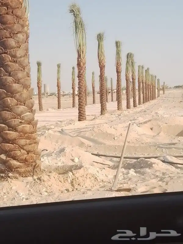 يتوفر لدينا نخل واشنطني عربي وجميع انواع الاشجار 4