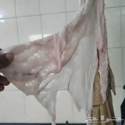 مزرعة ومراح حلال الديرة لبيع الذبايح مع خدمةالذبح والتوصيل 3