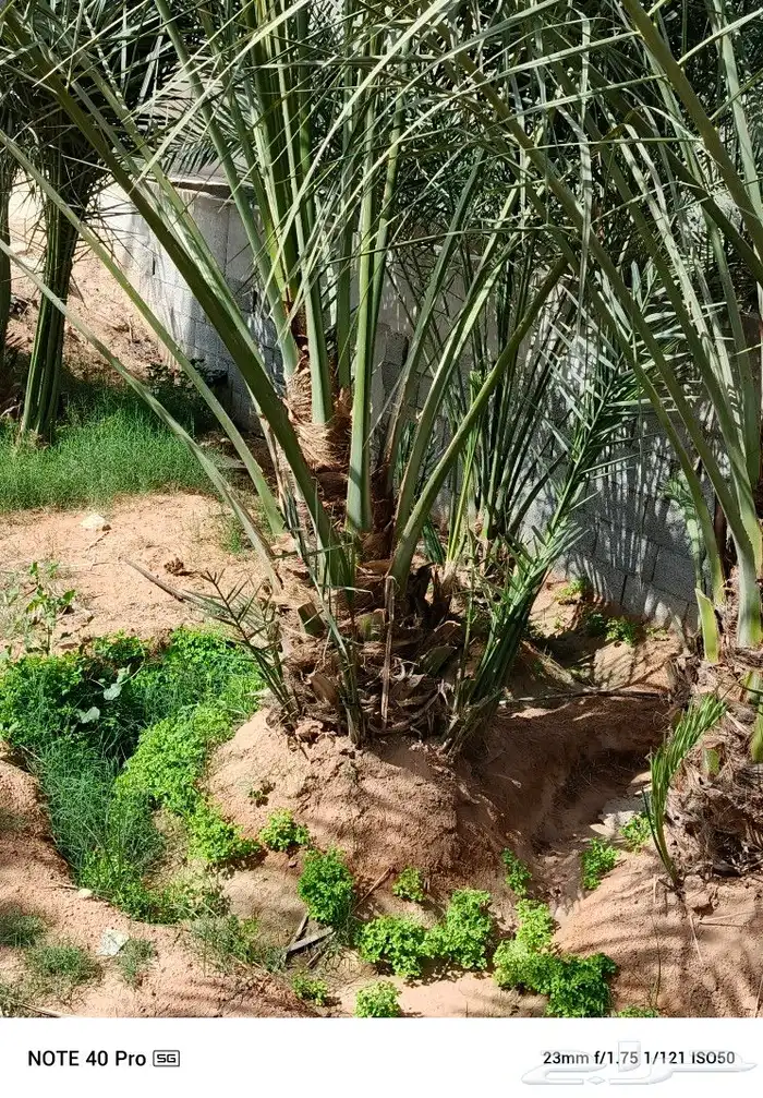 نخيل مثمر لبيع خلاص مصيف برني شهل صقعي رشودي هلالي سكري 3