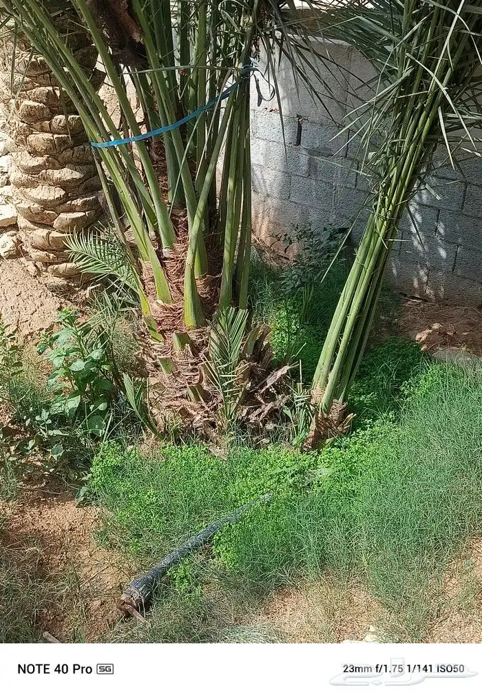 نخيل مثمر لبيع خلاص مصيف برني شهل صقعي رشودي هلالي سكري 4