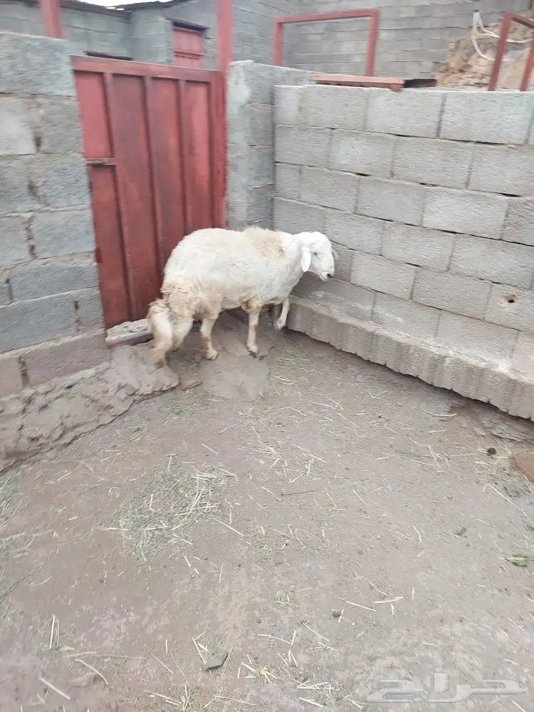 خروف فحل ثني 1