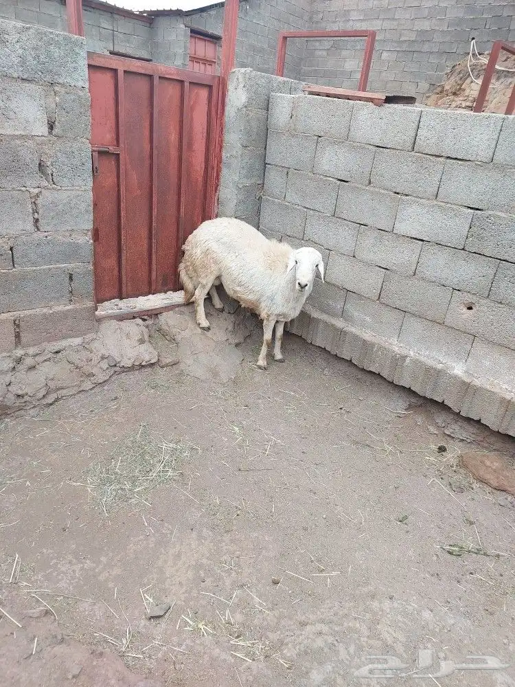 خروف فحل ثني 0