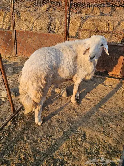 ماشاءالله تبارك الرحمن خروف فحل مشروط للبيع 0