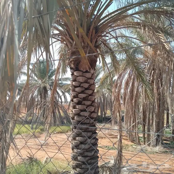 توريد نخبل عربي سكري خلاص بجميع انواع انخيل اتصل نصل ن 1