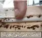 شركة تنظيف بالبخار بالطائف شركة مكافحة حشرات بالطائف 0