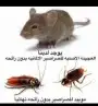 شركة تنظيف بالبخار بالطائف شركة مكافحة حشرات بالطائف index