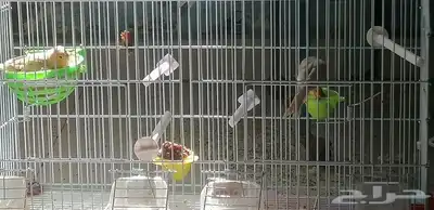 جوز كناري بداية انتاج 0