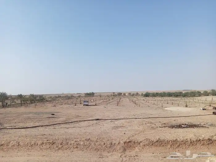 يوجد لدينا نخل البيع عربي وواشنطن 3