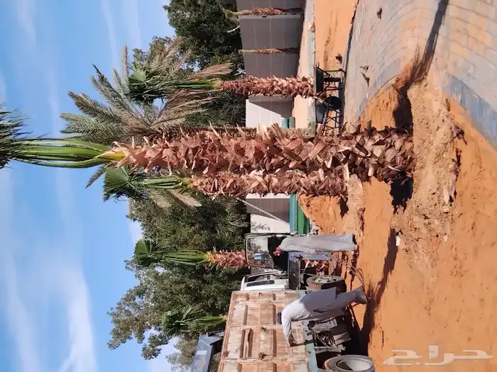 نخل واشنطني زينه رقم واحد لتواصل ابو عزام 6