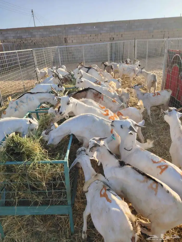 غنم للبيع تيوس وبرابر كميات للجمله والتفريد 3