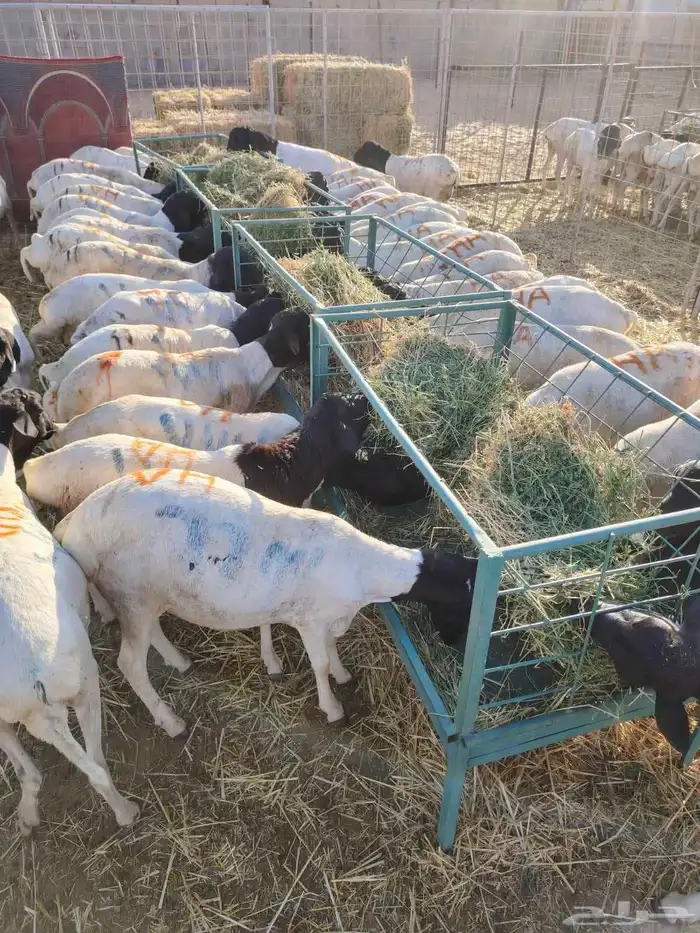 غنم للبيع تيوس وبرابر كميات للجمله والتفريد 0