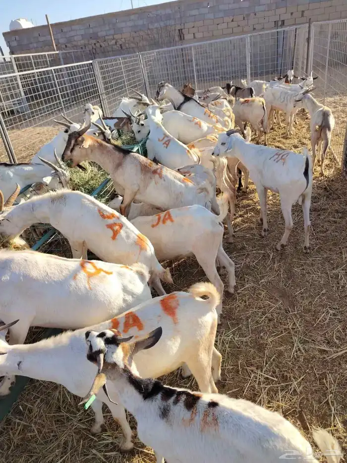 غنم للبيع تيوس وبرابر كميات للجمله والتفريد 2