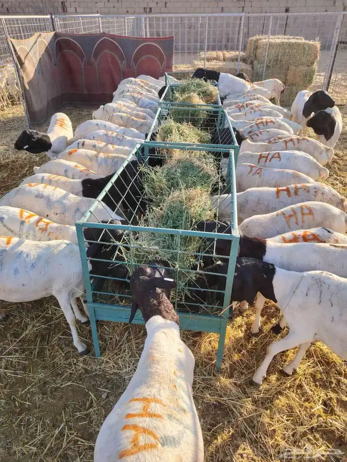 غنم للبيع تيوس وبرابر كميات للجمله والتفريد 4