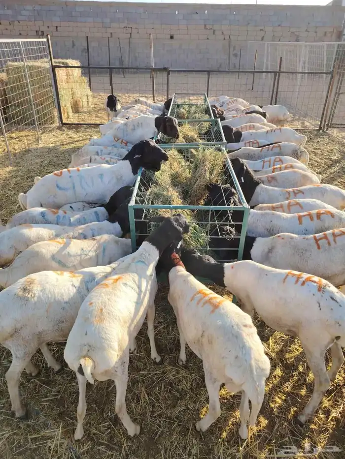غنم للبيع تيوس وبرابر كميات للجمله والتفريد 1