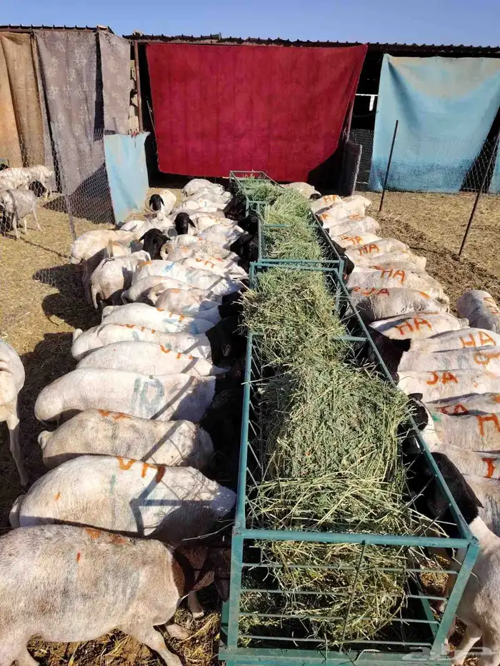 غنم للبيع تيوس وبرابر كميات للجمله والتفريد 6