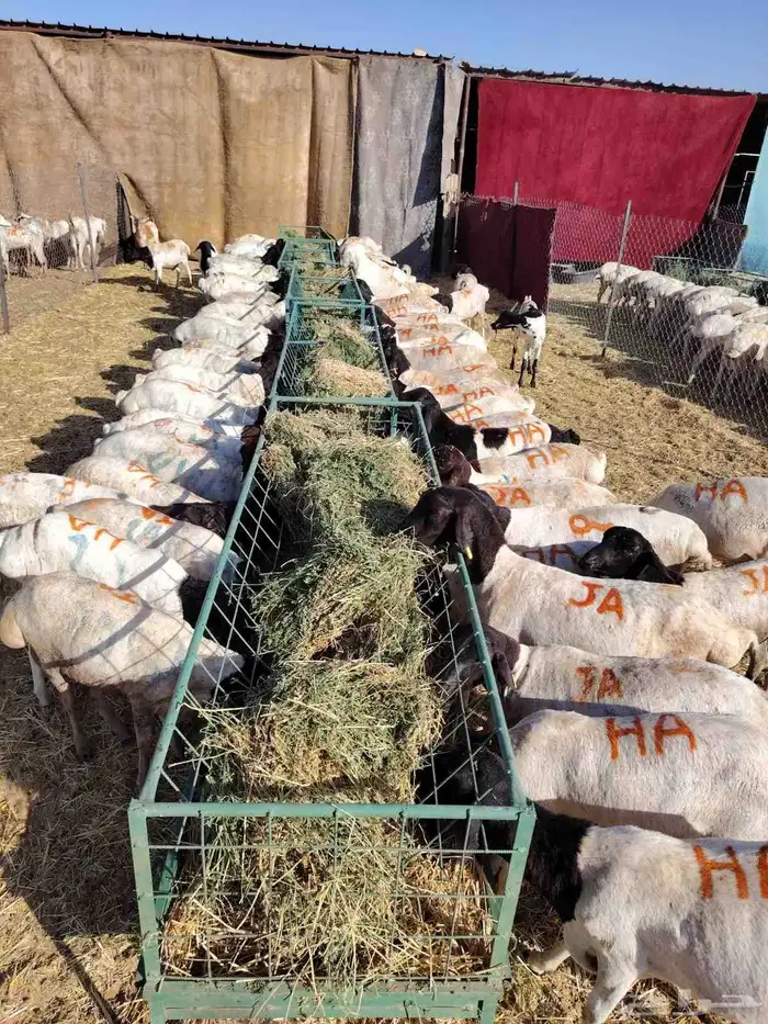 غنم للبيع تيوس وبرابر كميات للجمله والتفريد 5