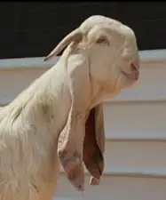 جذع مطور ابيض ابرص خصصصم 0