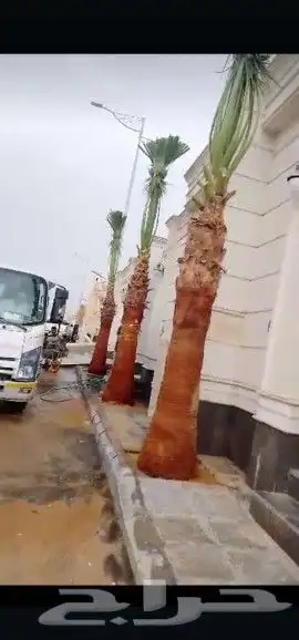 نخل واشنطن وعربي لبيع 16