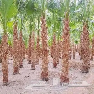 نخل واشنطن وعربي لبيع 3