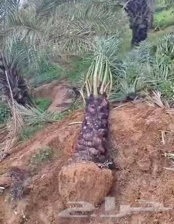 نخل واشنطن وعربي لبيع 14