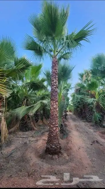 نخل واشنطن وعربي لبيع 5