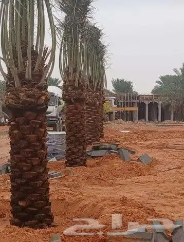 نخل واشنطن وعربي لبيع 11