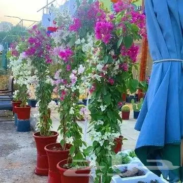 زراعه وتنسيق الحدائق 8