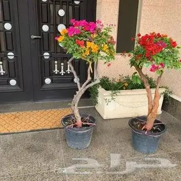 زراعه وتنسيق الحدائق 9
