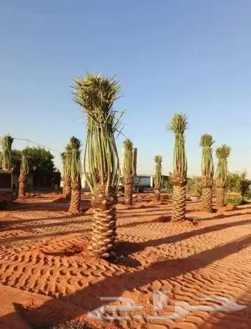 نخل واشنطن وعربي لبيع 12