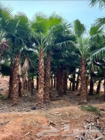 يوجد لدينا نخيل للبيع بجميع أنواعه 7