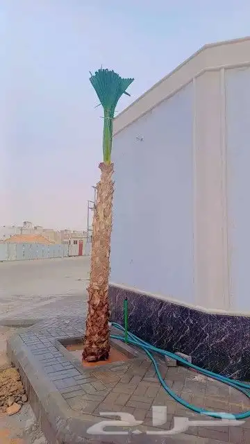 نخل واشنطن وعربي لبيع 0