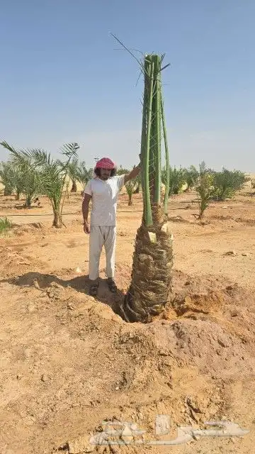 نخل واشنطن وعربي لبيع 6