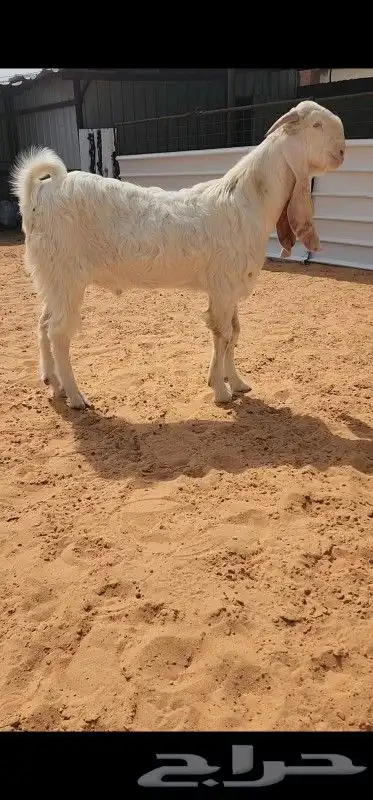 جذع مطور ابيض ابرص خصصصم 1