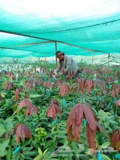 مانجو زبده 0