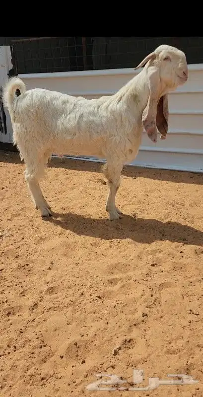 جذع مطور ابيض ابرص خصصصم 2