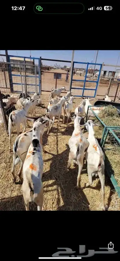 غنم للبيع تيوس وبرابر كميات للجمله والتفريد 7