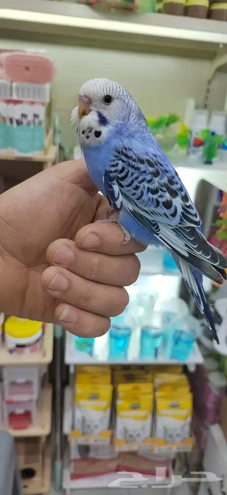 بادجي اليفه 5
