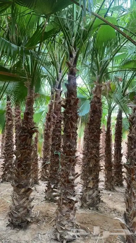 نخل واشنطني زينه رقم واحد لتواصل ابو عزام 3