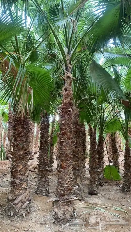 نخل واشنطني زينه رقم واحد لتواصل ابو عزام 2