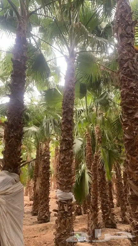نخل واشنطني زينه رقم واحد لتواصل ابو عزام 1