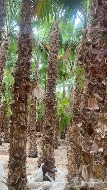 نخل واشنطني زينه رقم واحد لتواصل ابو عزام 0