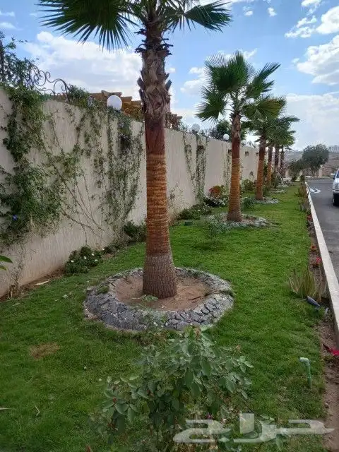 نخل واشنطن وعربي لبيع 15