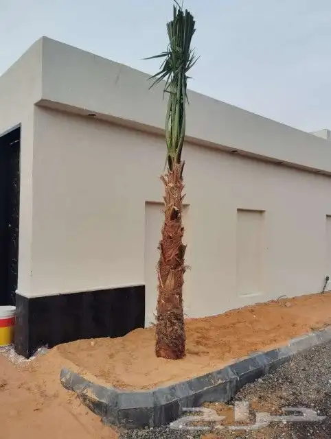 نخل واشنطن وعربي لبيع 19