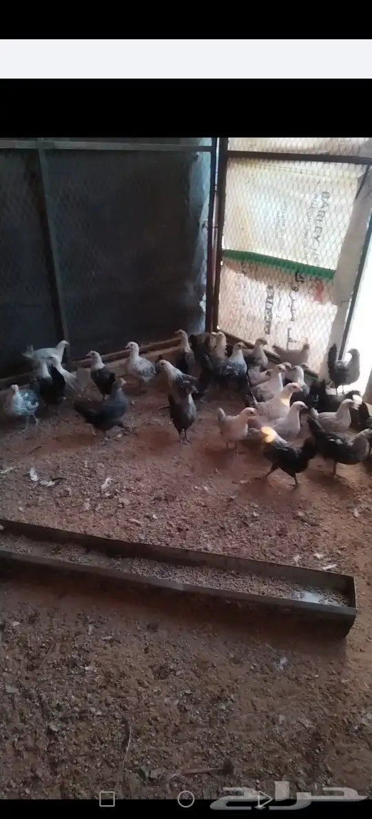 للبيع فروخ دجاج. تم البيع الله يبارك لشاري 0