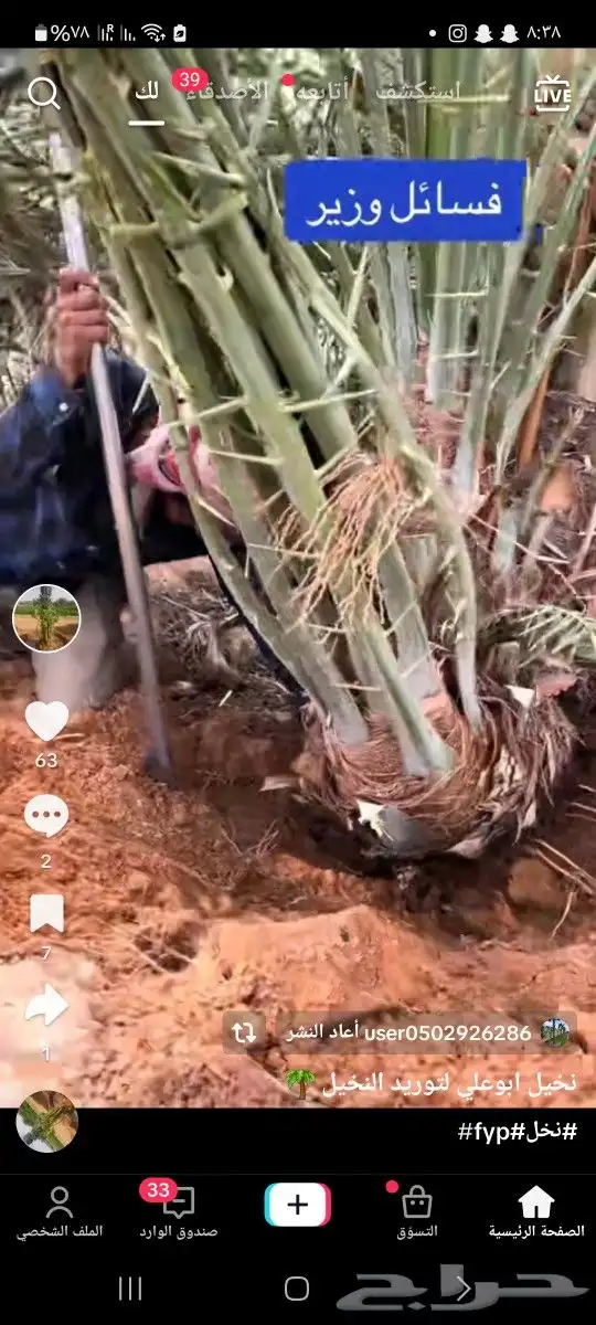 نخل واشنطن وعربي لبيع 2
