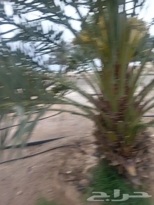 يوجد لدينا نخل البيع عربي وواشنطن 1