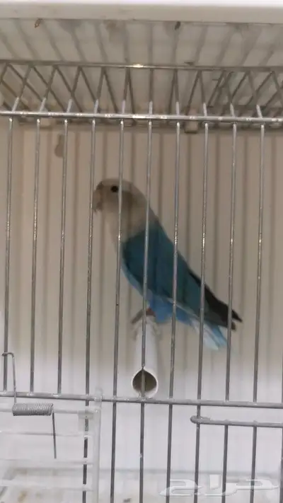 متاح 3 ذكور روز 0