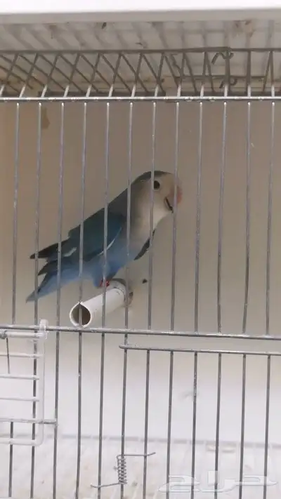 متاح 3 ذكور روز 1