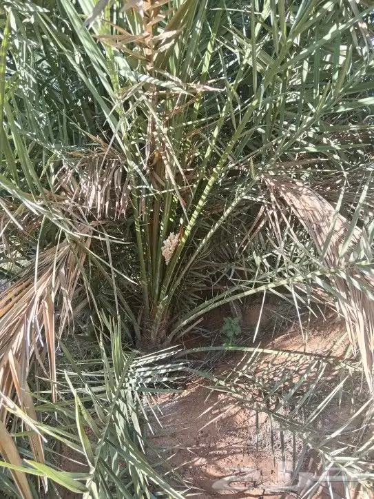 فحول نخل منتجه 1